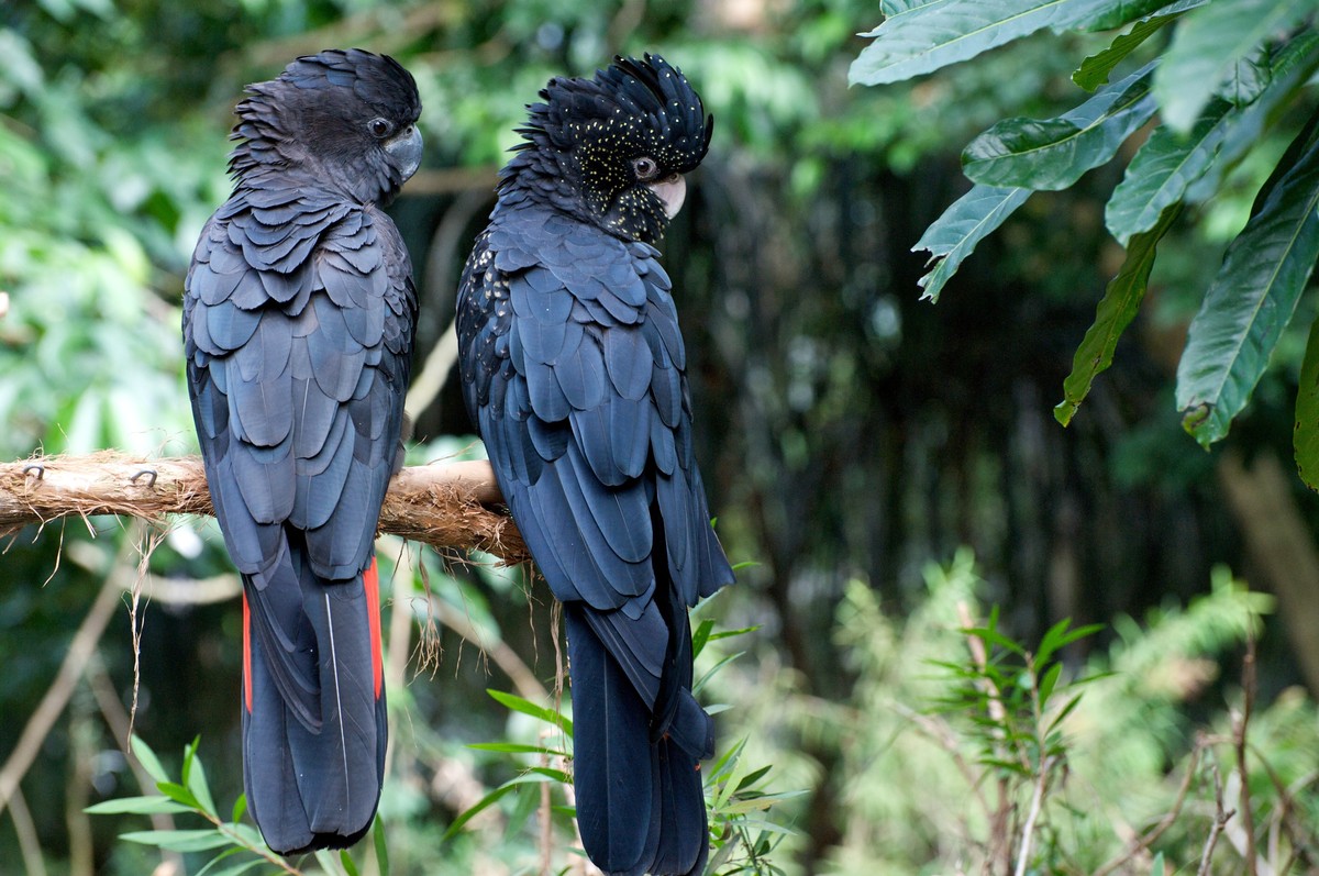 Kakadu tmavý - Calyptorhynchus  banksii